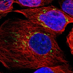 TXNDC15 Antibody, Novus Biologicals 25 &mu;L | Buy Online | Novus Biologicals | Fisher Scientific